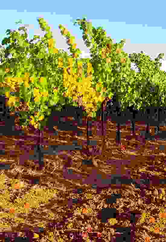 Soft, fertile soils